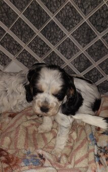 Cocker spaniel angielski - 7