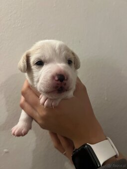 Duński szwedzki pies hodowlany - 7