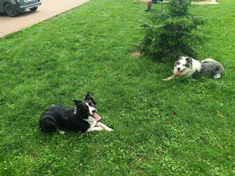 Szczenięta border collie czarno-białe i blue merle - 7
