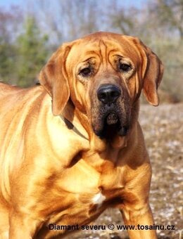 Tosa inu - przyjmujemy rezerwacje na szczenięta wiosna/lato - 7