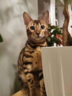 Rodowodowa kotka Bengalska - 7