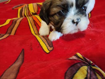 Suczki  mieszanka ( shih tzu - pekińczyk) - 7