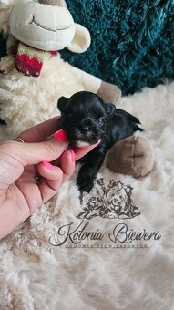 Yorkshire Terrier czarny piesek ( nie wybarwi się) Paszport - 7