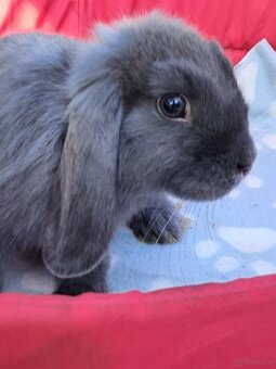 Białe baranki mini lop - 7