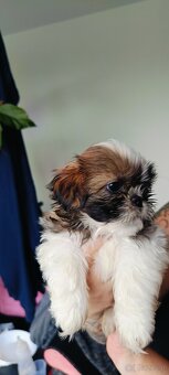 Shih tzu - 7