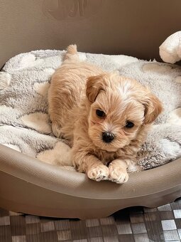 Maltipoo F1 cudne maluszki - 7