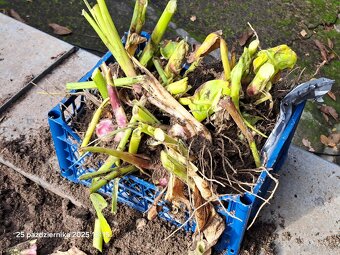 Kanny czerwone świeżo wykopane - 7