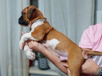 Boxer szczeniak rodowód bokser - 7