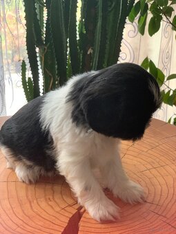 Piękne szczeniaki Shih Tzu o maści Bicolor - 7