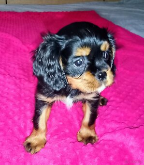 Gotowy do odbioru piesek Cavalier z rodowodem i wyprawką - 7