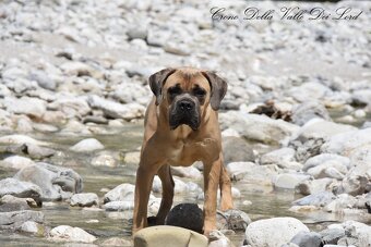 Cane Corso Suka z rodowodem FCI - 7