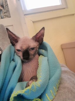 Sfinksy Kanadyjskue - 7