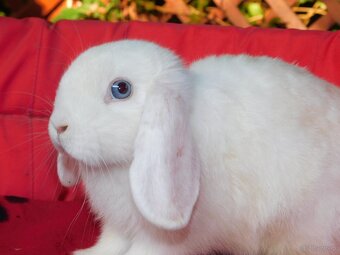 Baranki mini lop - 7