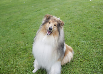 Owczarek szkocki długowłosy FCI Collie Rough - 7