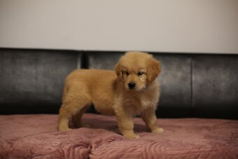 GOLDEN RETRIEVER-ciemnozłote i złote , ZKwP/FCI - 7