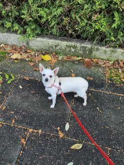 Chihuahua śliczny kremowo biały piesek - 7