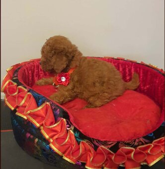 Pudel Toy,Miniaturka red - 7