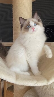 Kot kocurek Ragdoll - 7