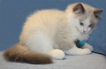 RAGDOLL koťátka: - 7