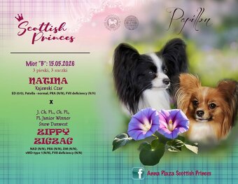 Spaniel Kontynentalny - Papillon - 7
