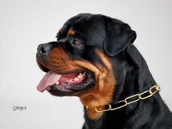 Rottweiler FCI ZKwP Białystok szczenięta szczeniak - 7