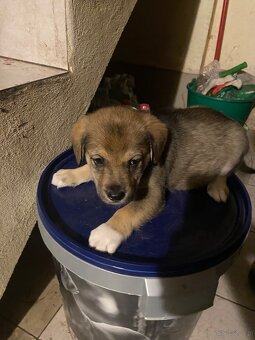 szczeniaki 8 tygodni - mama Beagle - 7