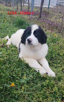 LANDSEER - 7