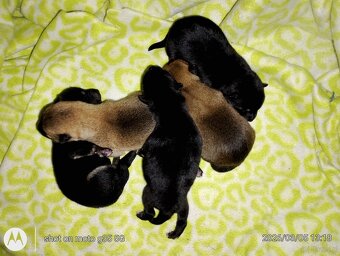 Shiba Inu + Nowy miot + Rezerwacja szczeniąt - 7