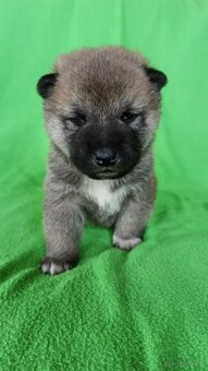 Shiba Inu + Nowy miot + Rezerwacja szczeniąt - 7