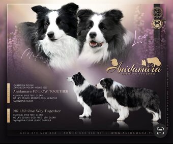 Border collie szczenięta hodowla Anidamara FCI - 7