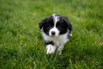Border collie szczenięta hodowla Anidamara FCI - 7