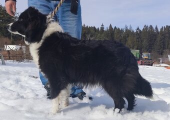 Piękny Rasowy Pies Border Collie - Szczeniak z pełną dok. z - 7
