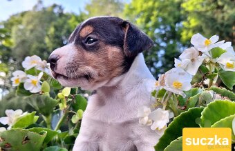 Parson Russell Terrier ZKwP FCI - 7
