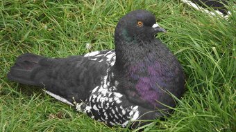 sprzedam gołębie - 7