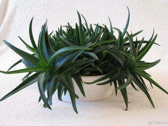Aloes – piękna, zdrowa roślinka o właściwościach leczniczych - 7
