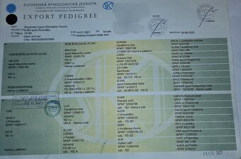 Gończy Słowacki KOPOV ZKwP FCI - 7