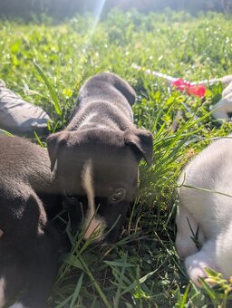 Szczeniaczki Amstaff - 7