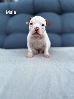 American Bully Pocket - 7