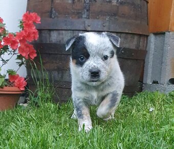 Australijski pies do bydła  - Blue Heeler - 7