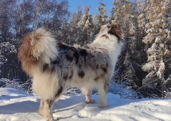 Rasowa suczka BORDER COLLIE z Hodowli - pełną dok. przebadan - 7
