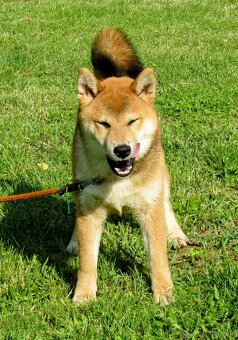 Shiba Inu - najstarszy w miocie czerwony piesek - 7