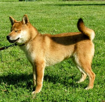 Shiba Inu, czerwony piesek mocno czernią przyprószony - 7