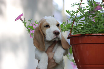Szczeniaczek Beagle piesek po Championie Polski ZKwP - 7