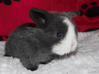 Mini lop niebieskie i niebiesko- białe - 7