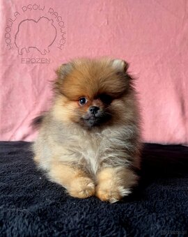 Szpic Miniaturowy, Pomeranian - 7