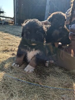 Oddam szczeniaczki za darmo - 7