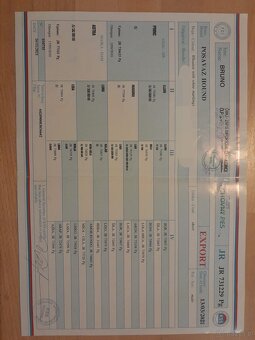 Szczeniaki Gończy Chorwacki ZKWP FCI - 7