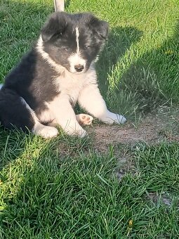 Border Collie - 7