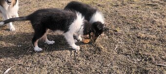 Szczeniaki owczarek szkocki - 7