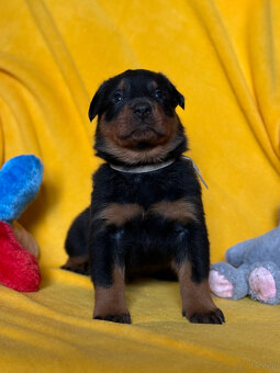Beauceron - Owczarek francuski z rodowodem - 7